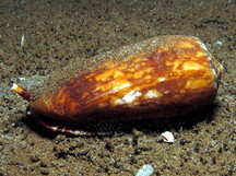 Striated Cone - Conus striatus