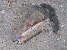 Virgin Cone - Conus virgo