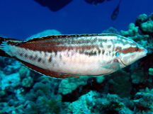 Yellowstripe Coris - Coris flavovittata