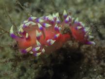 Marcus' Aeolid - Coryphellina marcusorum