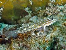 Sand-Canyon Goby - Coryphopterus venezuelae