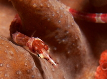 Brown-Banded Pipefish - Corythoichthys amplexus