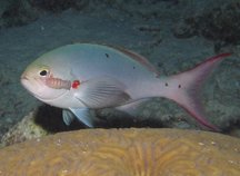 Atlantic Creolefish - Paranthias furcifer