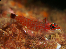 Lizard Triplefin - Crocodilichthys gracilis