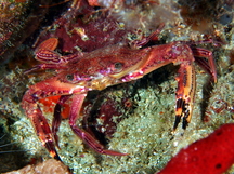 Blackpoint Sculling Crab - Cronious ruber