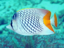 Crosshatch Butterflyfish - Chaetodon xanthurus