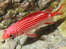 Crown Squirrelfish - Sargocentron diadema