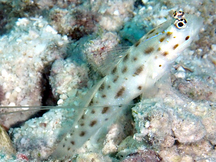 Thread Shrimpgoby - Ctenogobiops mitodes