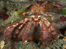 Bareye Hermit Crab - Dardanus fucosus