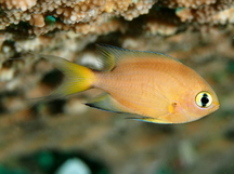 Darkfin Chromis - Chromis atripes