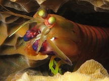 Dark Mantis Shrimp - Neogonodactylus curacaoensis