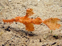 Delicate Ghost Pipefish - Solenostomus leptosoma