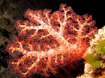 Tree Coral - Dendronephthya spp.