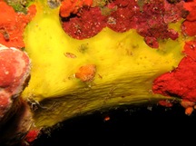 Dercitus (Halinastra) luteus - Dercitus luteus