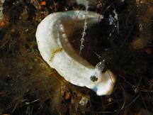 Dermatobranchus sp. 1 - Dermatobranchus sp. 1