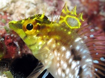 Diamond Blenny - Malacoctenus boehlkei