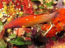 Diana's Hogfish - Bodianus diana