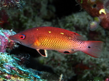 Diana's Hogfish - Bodianus diana