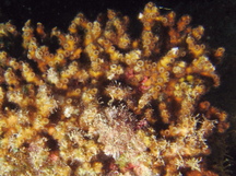 Diffuse Ivory Bush Coral - Oculina diffusa