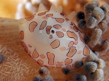 Margarita Egg Cowrie - Diminovula margarita