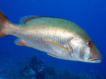 Dog Snapper - Lutjanus jocu