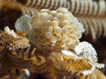 Grape Doto - Doto ussi