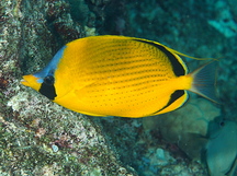 Dotted butterflyfish - Chaetodon semeion