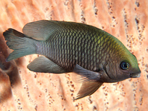 Dusky Damselfish - Stegastes adustus