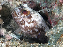 Dusky Jawfish - Opistognathus whitehursti