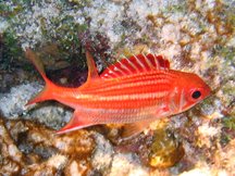 Dusky Squirrelfish - Sargocentron vexillarium