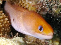 Dwarf Moray Eel - Gymnothorax melatremus