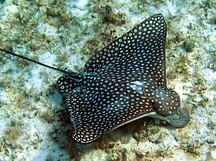 Spotted Eagle Ray - Aetobatus narinari