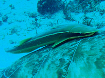 Whitefin Sharksucker - Echeneis neucratoides