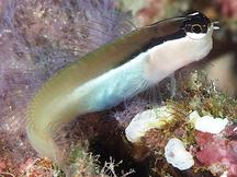 Shirley's Coralblenny - Ecsenius shirleyae