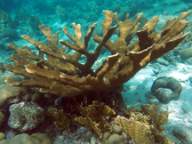 Elkhorn Coral - Acropora palmata