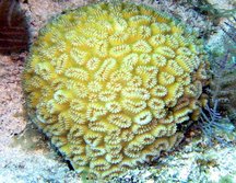 Elliptical Star Coral - Dichocoenia stokesi