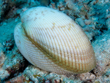 Elongated Heart Cockle - Vasticardium elongatum