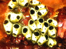 Encrusting Social Tunicate - Symplegma viride