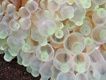 Bulb-Tentacle Sea Anemone - Entacmaea quadricolor