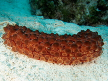 Conical Sea Cucumber - Eostichopus arnesoni