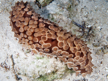Conical Sea Cucumber - Eostichopus arnesoni