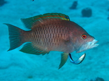 Latent Slingjaw Wrasse - Epibulus brevis