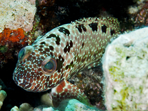 Hexagon Grouper - Epinephelus hexagonatus