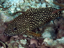 Specklefin Grouper - Epinephelus ongus