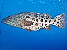 Potato Cod - Epinephelus tukula