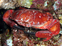 Splendid Pebble Crab - Etisus splendidus