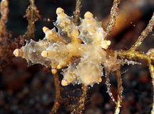 Eubranchus mandapamensis - Eubranchus mandapamensis