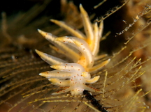 Eubranchus sp. 1 - Eubranchus sp. 1