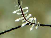 Eubranchus sp. 2 - Eubranchus sp. 2