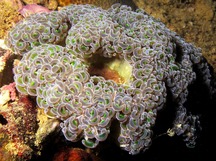 Anchor Coral - Fimbriaphyllia ancora